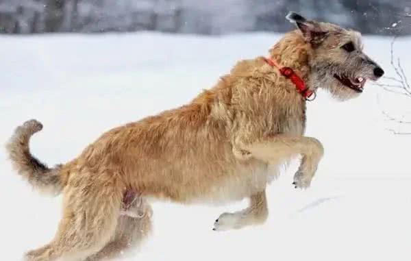 世界名犬前十排行，还是钟爱中华田园犬