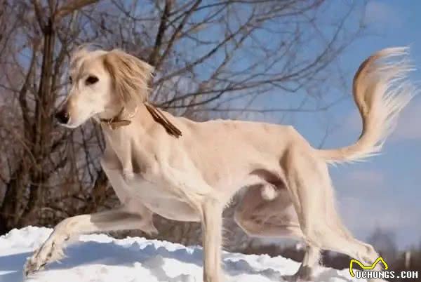 世界名犬前十排行，还是钟爱中华田园犬