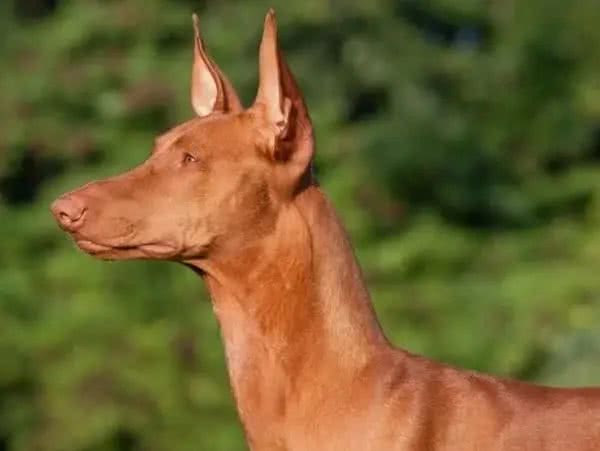 世界名犬前十排行，还是钟爱中华田园犬
