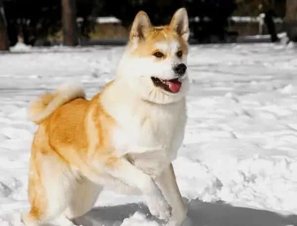 世界名犬前十排行，还是钟爱中华田园犬