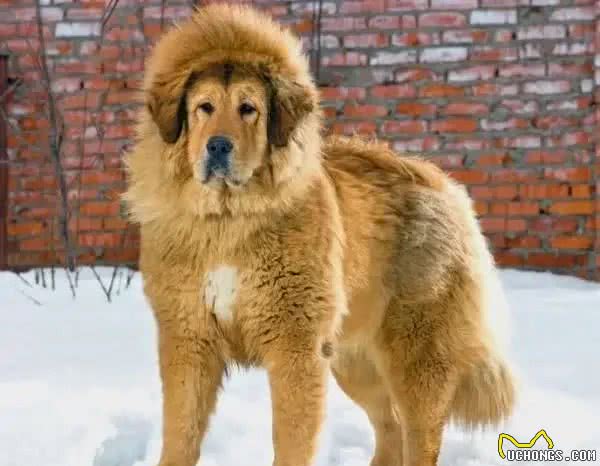 世界名犬前十排行，还是钟爱中华田园犬