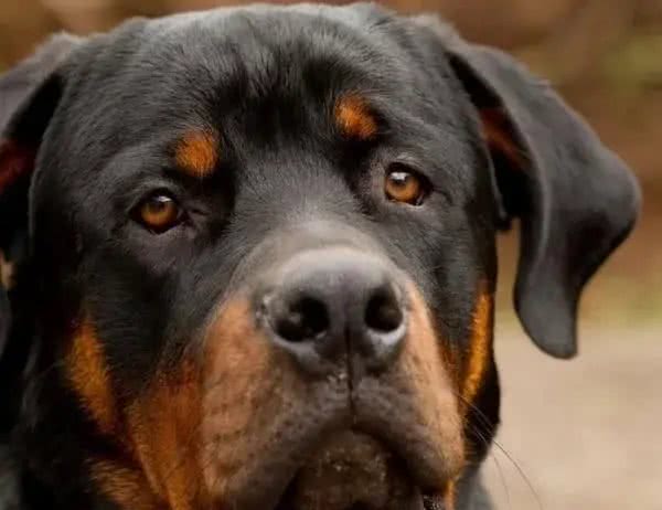 世界名犬前十排行，还是钟爱中华田园犬