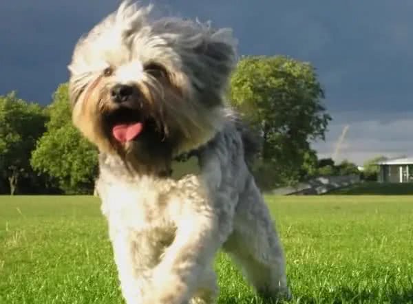 世界名犬前十排行，还是钟爱中华田园犬