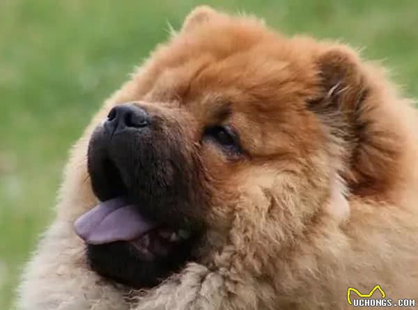 世界名犬前十排行，还是钟爱中华田园犬