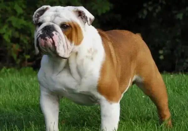 世界名犬前十排行，还是钟爱中华田园犬