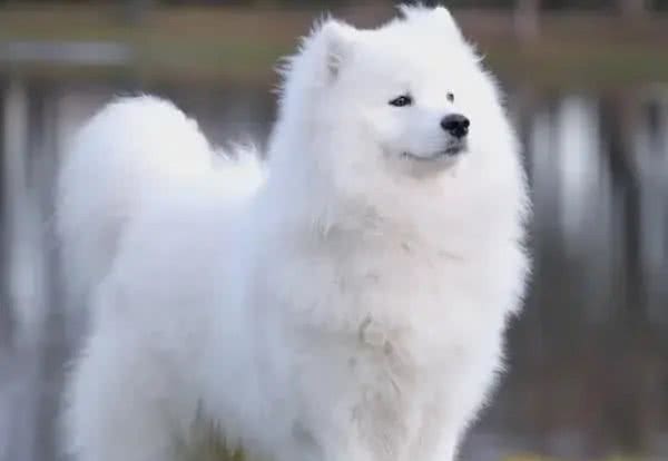 世界名犬前十排行，还是钟爱中华田园犬