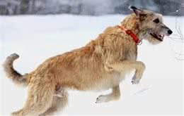 世界名犬前十排行，还是钟爱中华田园犬
