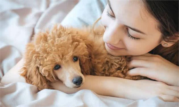 贵宾犬这样睡觉，说明它已经认主了