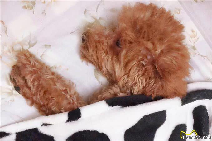 贵宾犬这样睡觉，说明它已经认主了