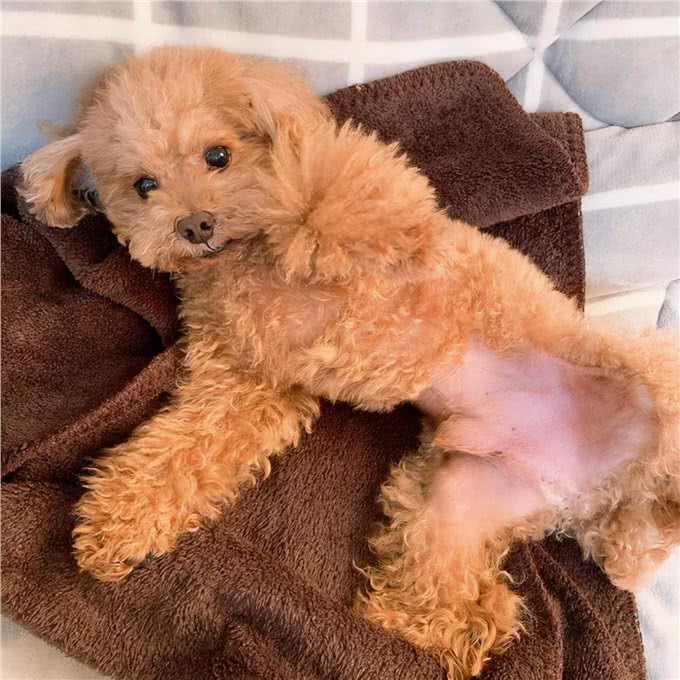 贵宾犬这样睡觉，说明它已经认主了