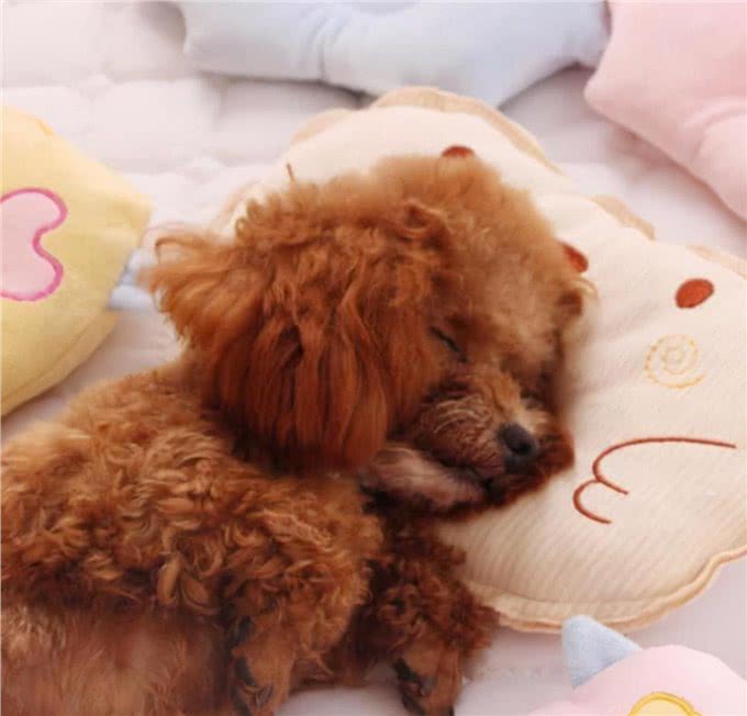 贵宾犬这样睡觉，说明它已经认主了