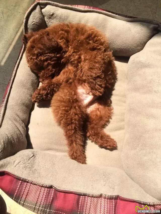 贵宾犬这样睡觉，说明它已经认主了
