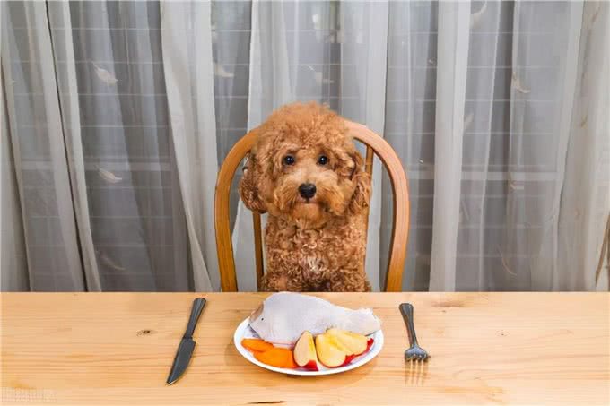 贵宾犬这样睡觉，说明它已经认主了