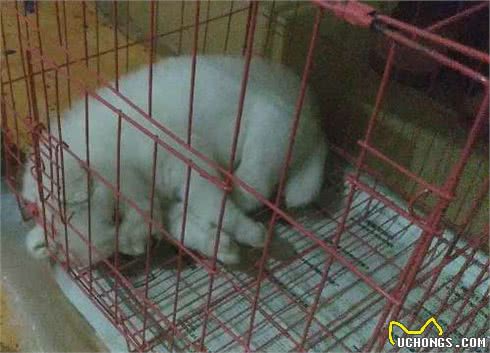 小萨摩耶狗狗患了冠状和细小!治疗第一天!来一天就病了，心碎~