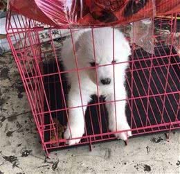 小萨摩耶狗狗患了冠状和细小!治疗第一天!来一天就病了，心碎~