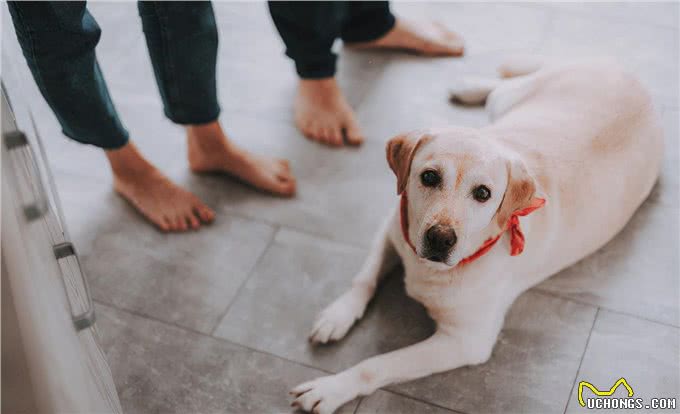 什么?狗狗也会得肝炎?狗狗肝炎怎么治疗?