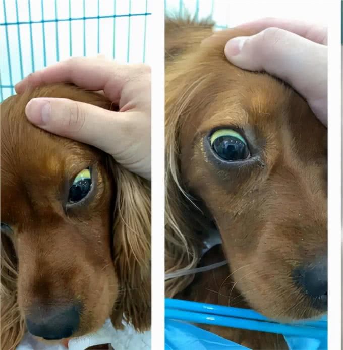 什么?狗狗也会得肝炎?狗狗肝炎怎么治疗?