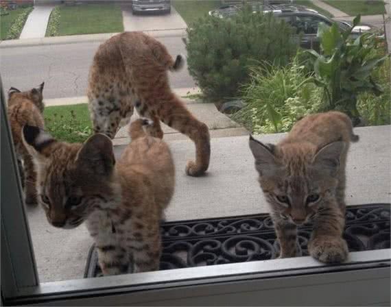 门口突然来了4只花纹极少见的奇怪猫猫，而出现的原因真有些不忍