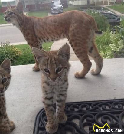 门口突然来了4只花纹极少见的奇怪猫猫，而出现的原因真有些不忍
