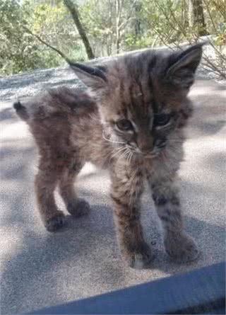 门口突然来了4只花纹极少见的奇怪猫猫，而出现的原因真有些不忍