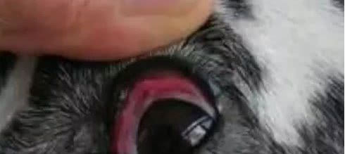 关于狗狗眼睛的常见疾病，主人一定要知道，提早防范避免生病