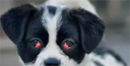 关于狗狗眼睛的常见疾病，主人一定要知道，提早防范避免生病