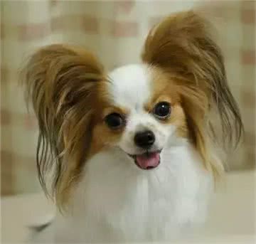 犬种介绍蝴蝶犬饲养及接种疫苗的最佳时