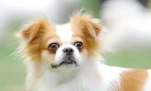 犬种介绍蝴蝶犬饲养及接种疫苗的最佳时