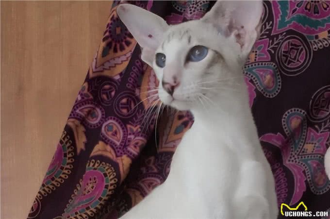 东方短毛猫多少钱一只，东方短毛猫价格?