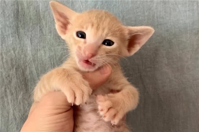 东方短毛猫多少钱一只，东方短毛猫价格?
