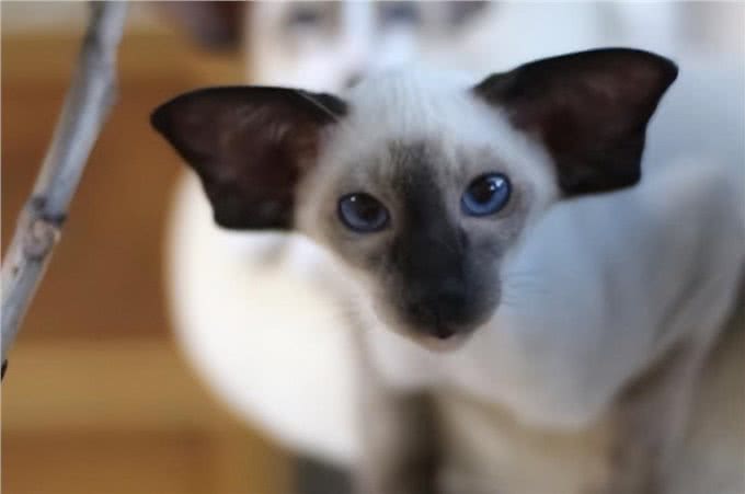 东方短毛猫多少钱一只，东方短毛猫价格?