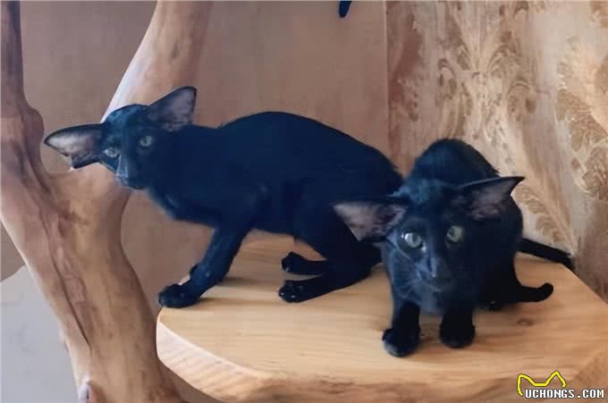 东方短毛猫多少钱一只，东方短毛猫价格?