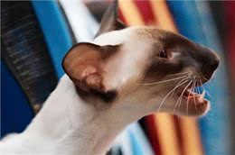 东方短毛猫多少钱一只，东方短毛猫价格?