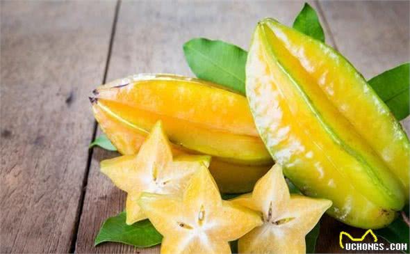 养比熊的须知：这6种食物，比熊是不能吃的