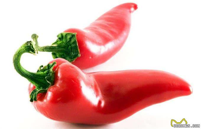 养比熊的须知：这6种食物，比熊是不能吃的
