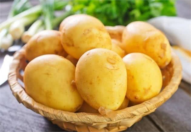 养比熊的须知：这6种食物，比熊是不能吃的