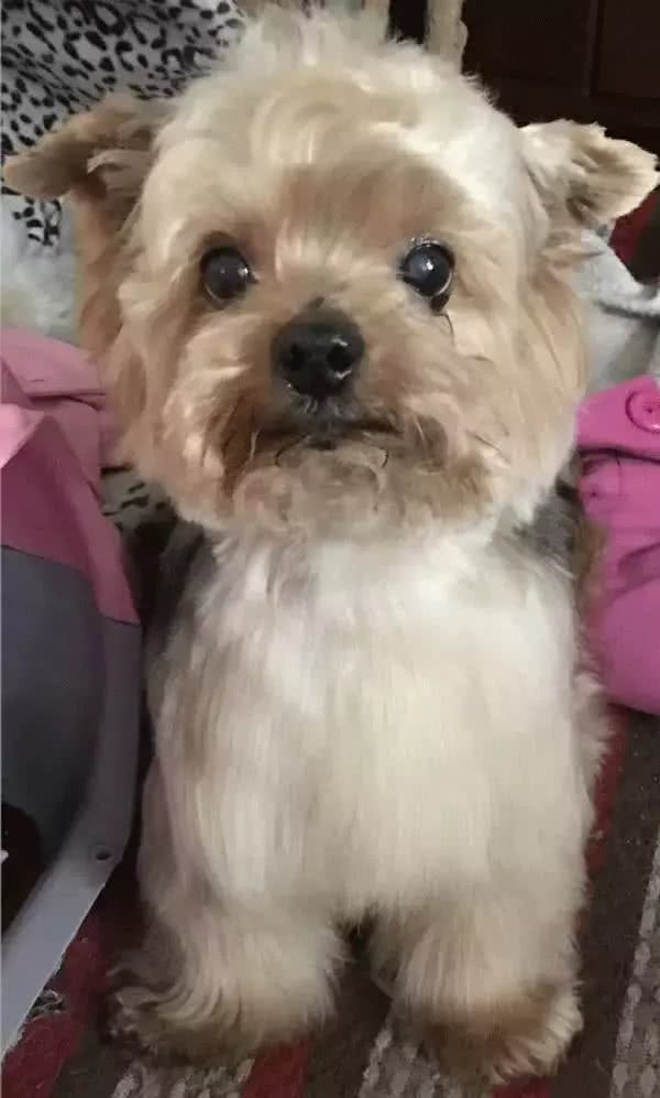 狗狗，我愿朝朝暮暮和你在一起，愿一同体验点点滴滴