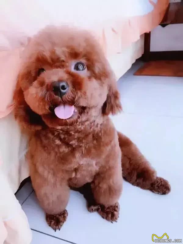 狗狗，我愿朝朝暮暮和你在一起，愿一同体验点点滴滴