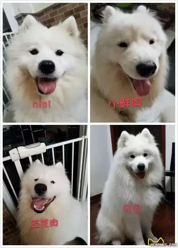 狗狗，我愿朝朝暮暮和你在一起，愿一同体验点点滴滴