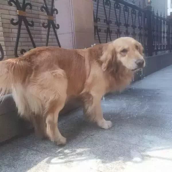 狗狗，我愿朝朝暮暮和你在一起，愿一同体验点点滴滴