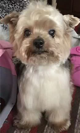 狗狗，我愿朝朝暮暮和你在一起，愿一同体验点点滴滴