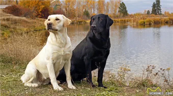 拉布拉多是短毛犬，毛质粗硬无光泽怎么办?可以从这些方面改善