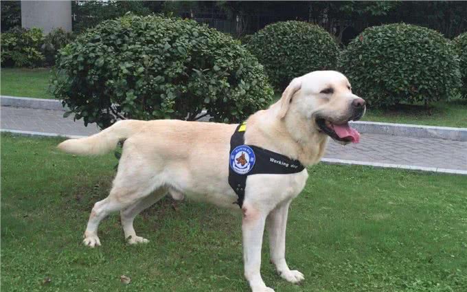 拉布拉多是短毛犬，毛质粗硬无光泽怎么办?可以从这些方面改善