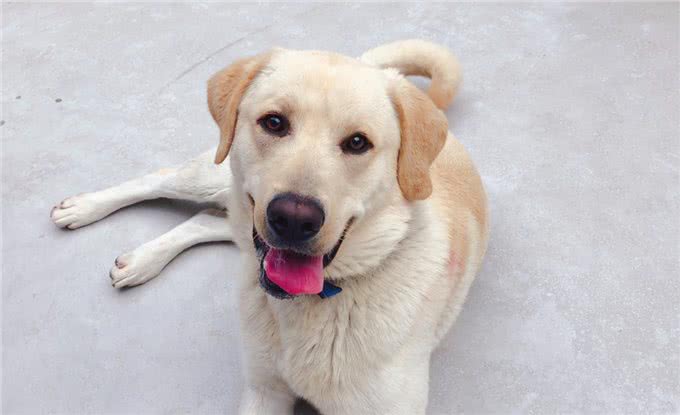 拉布拉多是短毛犬，毛质粗硬无光泽怎么办?可以从这些方面改善