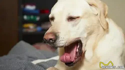 狗见到主人就打喷嚏，是嫌弃还是表达爱意呢?