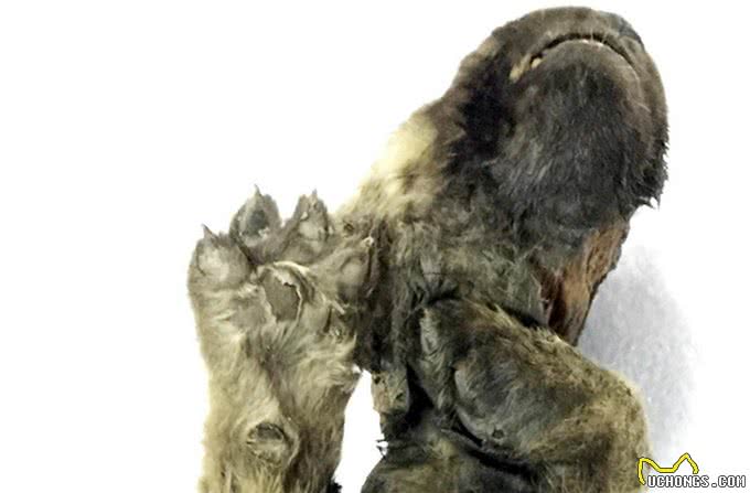 18000年前幼犬,皮毛柔软牙齿锋利,是狼还是狗专家目前还在犯难