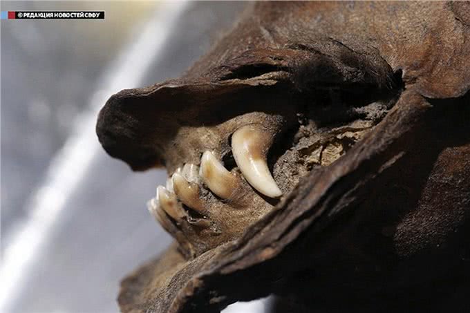 18000年前幼犬,皮毛柔软牙齿锋利,是狼还是狗专家目前还在犯难