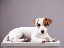 美国宠物狗呼吸道感染浪潮：犬窝咳真相与保护爱宠措施