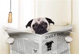狗狗到处撒尿，烦不胜烦，2招教你轻松搞定!