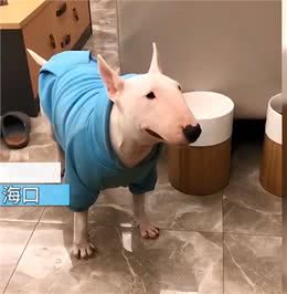 狗子情绪波动大经常哭泣，女子送去医院检查后，顿时就语塞了